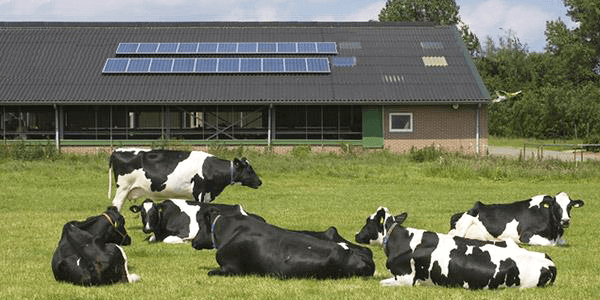 Uso de placas solares para electricidad en granjas de cerdos y terneros -  Blog Damia Solar